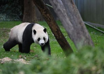 Xi Jinping hints China could send new pandas to US as ‘envoys of friendship’