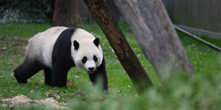 Xi Jinping hints China could send new pandas to US as ‘envoys of friendship’