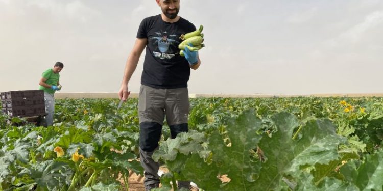 Israel’s farms need foreign labourers. The Hamas attacks triggered an exodus