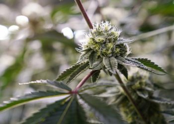 Ohio’s weed win brings new attention to feds and marijuana use