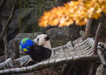 Panda diplomacy to live on? China’s Xi hints U.S. may get more bears.