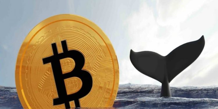 Institutional Traders Split Between Bitcoin and Ether, Skeptical of Altcoins: Bybit Research