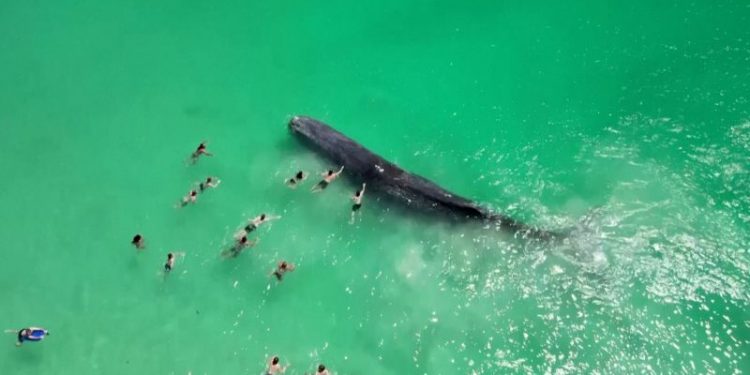 Whale seen in video with swimmers dies off Australian beach