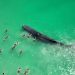 Whale seen in video with swimmers dies off Australian beach
