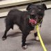 Dog that survived in the wild after going missing nearly 7 years ago is rescued