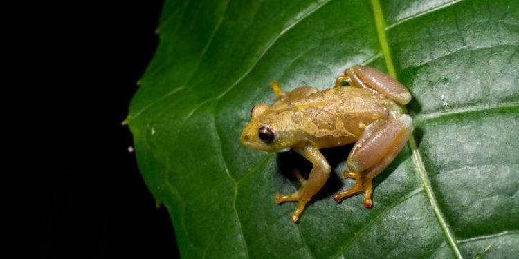 A legless lizard and hundreds of other new species were discovered in 2023