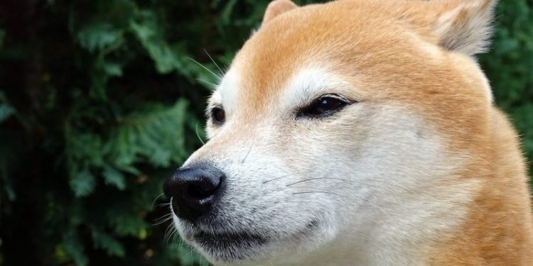 Is Bonk Going to Zero? BONK Price Drops 65% From Peak as Attention Shifts to New Viral Meme Coin