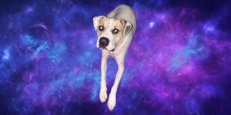 PINKY Token Soars 100x as Solana Memecoins Take Off and This Lesser Known Gem Could be Next