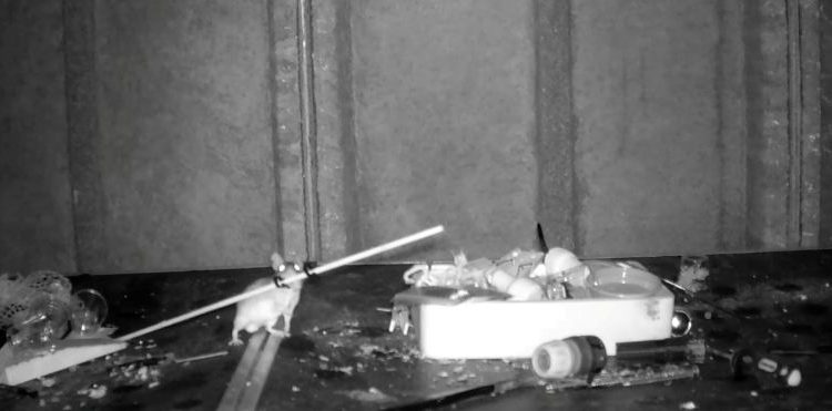 House-proud mouse discovered tidying British man’s shed every night