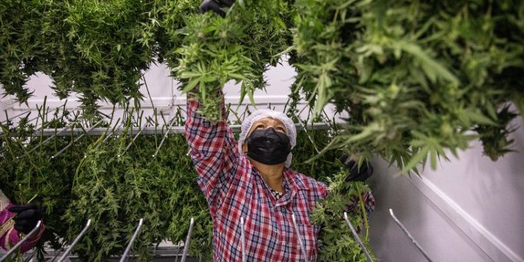 Thailand moves to ban recreational cannabis use, 18 months after historic decriminalization