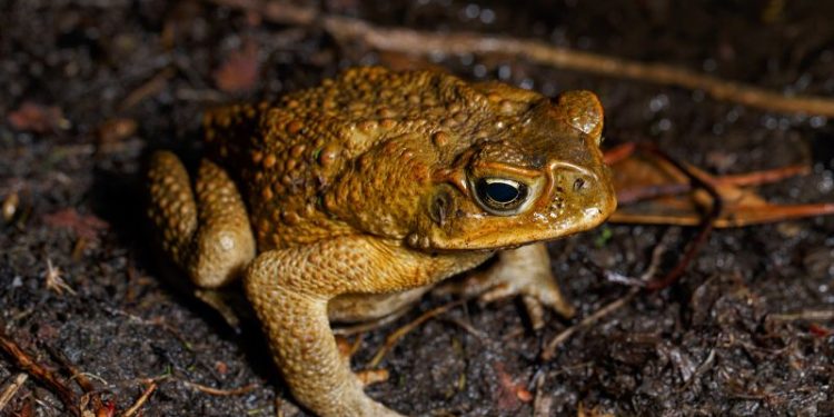 This warty, toxic pest threatens entire ecosystems. These scientists have a secret weapon