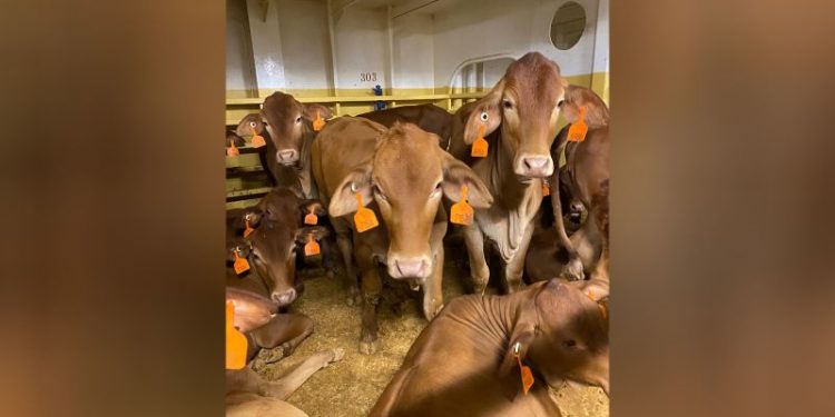 Thousands of sheep and cattle stranded at sea after Red Sea crisis turn back