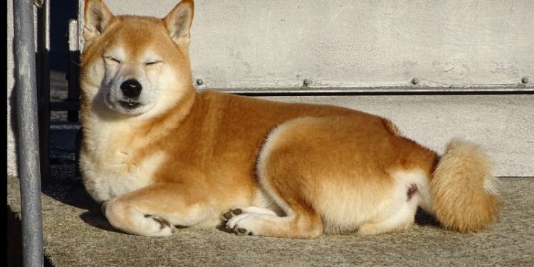 Is Bonk Going to Zero? BONK Price Drops as the Latest Meme Coin Prepares to List on Exchanges