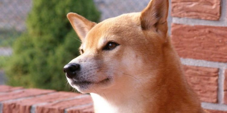 As ‘Dogecoin’ on SOL Blasts Up 60,980%, This Other Coin Just Breached $9,000,000