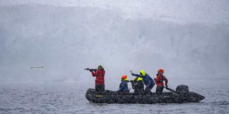 ‘Save the Whales’ was a shining success. Now can humpbacks save us from ourselves?