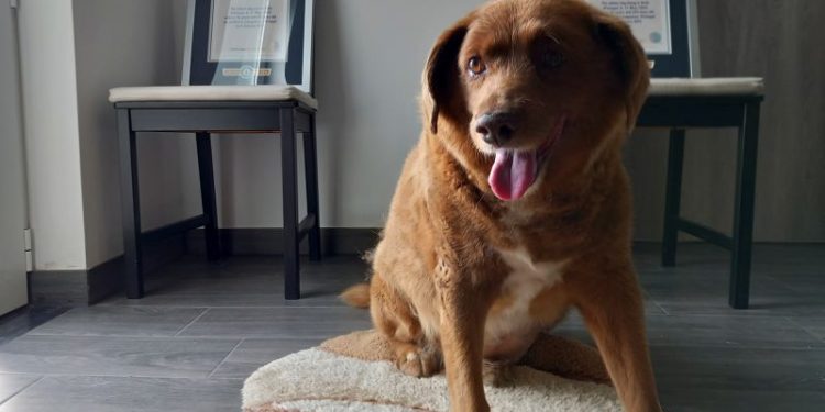 Bobi, named world’s oldest ever dog, loses title after investigation