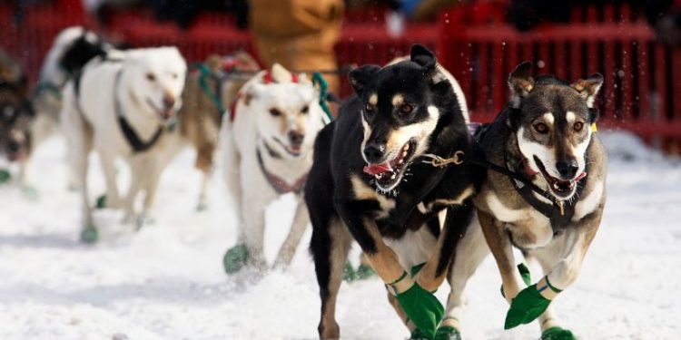 Longest sled dog race in eastern US is canceled because there’s not enough snow