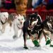Longest sled dog race in eastern US is canceled because there’s not enough snow