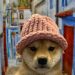 Is DogWifHat Going to Zero? WIF Price Plummets % While Mysterious New Coin Emerges