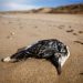 More than 500 dead seabirds wash up on French beaches