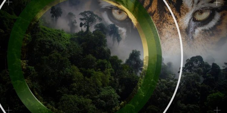 How NASA and Google Earth are helping save tigers