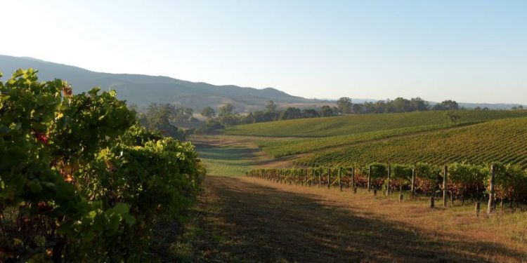 China lifts penalties on Australian wine after more than three devastating years