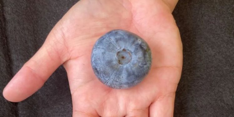 Blueberry grown in Australia breaks record as world’s heaviest