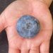Blueberry grown in Australia breaks record as world’s heaviest