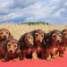 Dachshunds under threat as Germany proposes ban on breeding
