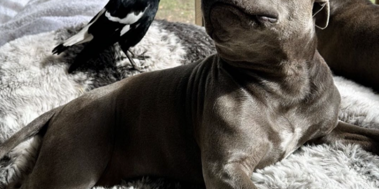 A dog and a bird formed an unlikely friendship. Their separation has infuriated followers