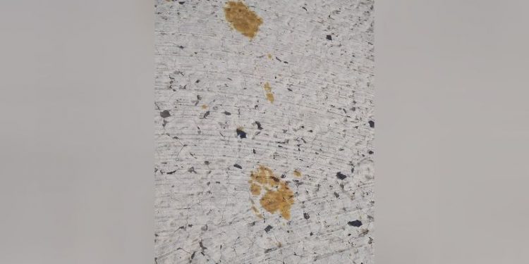 Cat’s fall into vat of hazardous chemicals sparks citywide health warning in Japan