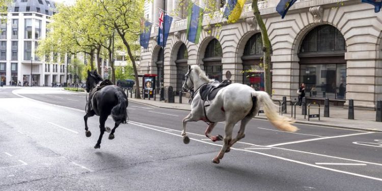 Two horses in a ‘serious condition’ after running loose in central London, minister says