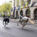 Two horses in a ‘serious condition’ after running loose in central London, minister says