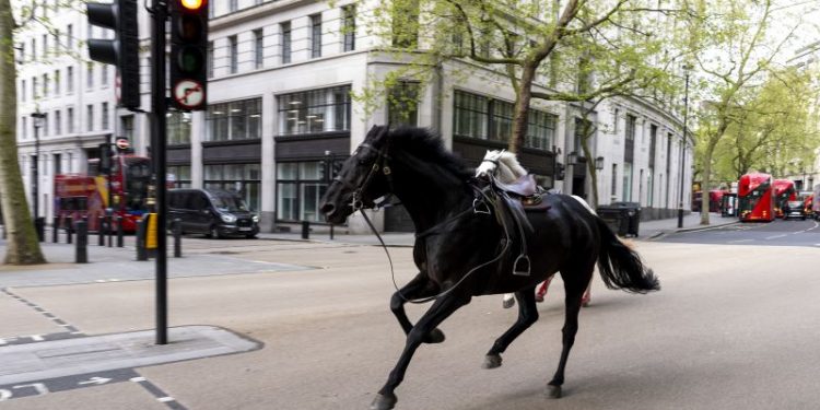 Escaped army horses run amok in central London