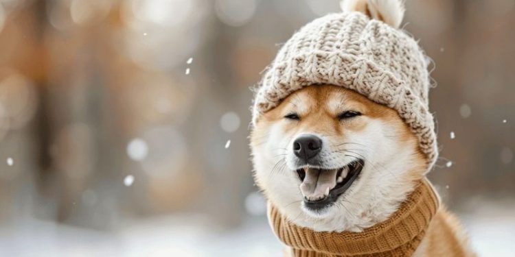 DogWifHat in Danger? WIF Price Tumbles 17% as New Solana Meme Coin Gains Momentum