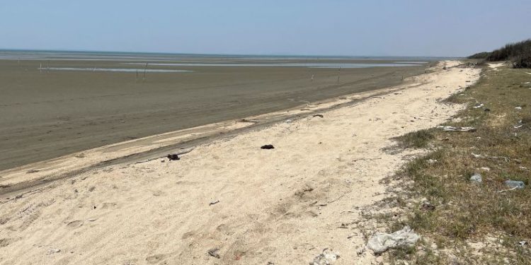 Eight Chinese migrants found dead on Mexico beach after boat capsizes