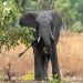 US tourist on safari in Zambia killed by charging elephant
