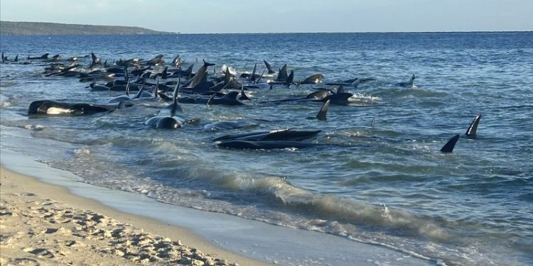 ‘The final result was good’: 130 whales rescued from mass beach stranding in Western Australia