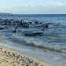 ‘The final result was good’: 130 whales rescued from mass beach stranding in Western Australia