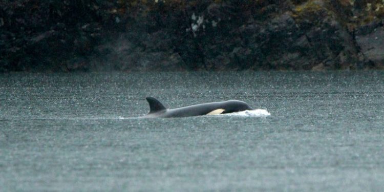 Rescuers in British Columbia pause efforts to save an orphaned orca calf stranded in a lagoon