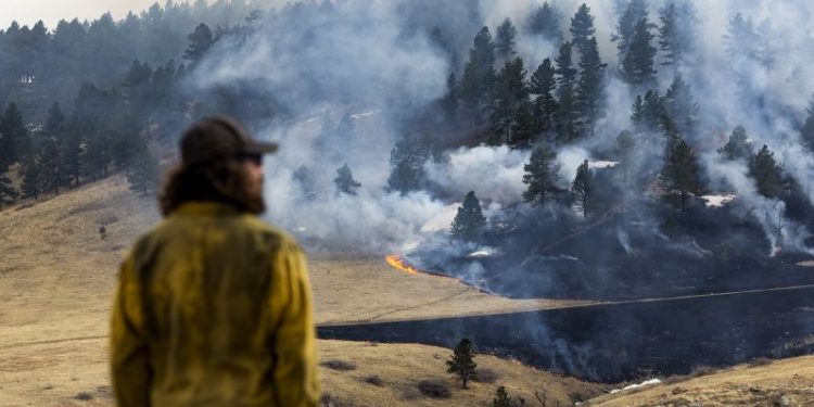 A plant that’s everywhere is fueling a growing risk of wildfire disaster