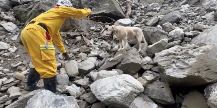 ‘Roger,’ overly playful dog who failed police academy, becomes star of Taiwan quake response