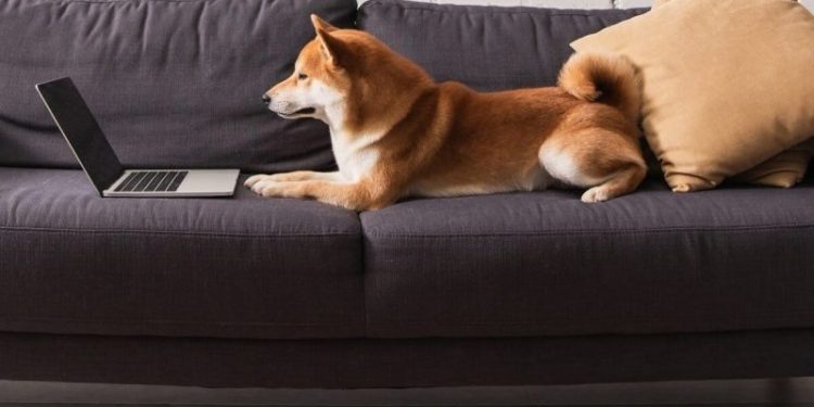 Meme Coin News: Tesla Adds DOGE Payments, Whale Buys $10.4M in PEPE