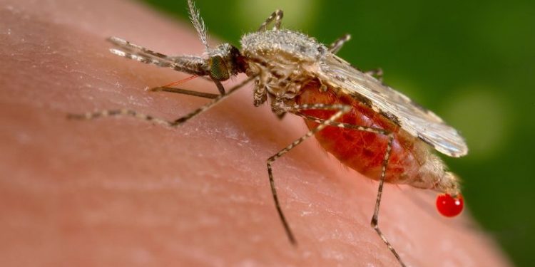 Djibouti fights deadly malaria wave with GMO mosquitoes