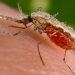 Djibouti fights deadly malaria wave with GMO mosquitoes