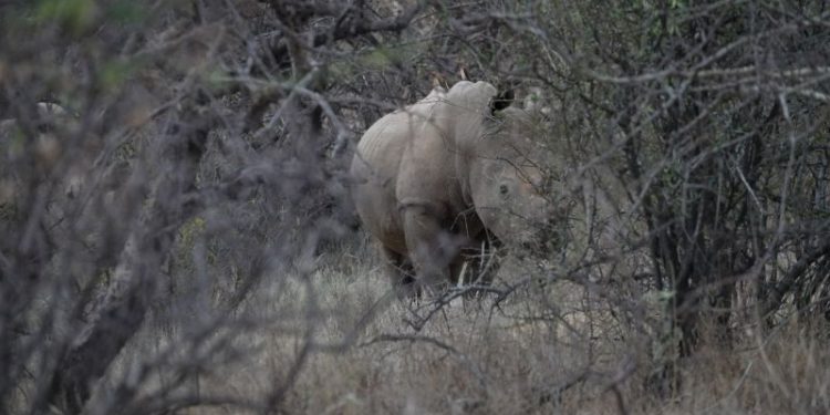 ‘Find my Friends for rhinos’: How high-tech tracking is keeping tabs on wildlife