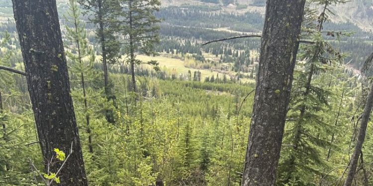 Hunter hospitalized with ‘significant injuries’ after grizzly bear attack in British Columbia