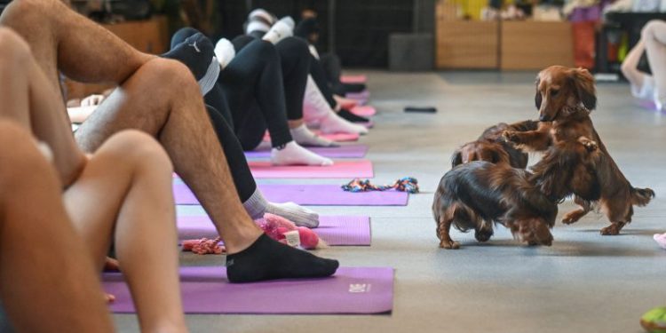 Italy bans puppy yoga classes amid welfare concerns