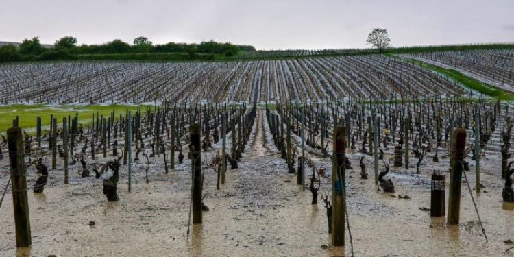 ‘Ping pong-sized’ hailstones ravage famous French wine region