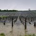 ‘Ping pong-sized’ hailstones ravage famous French wine region
